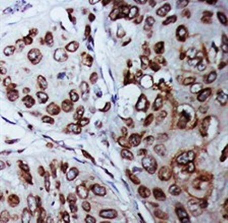 Lamin B1/LMNB1 Rabbit Polyclonal Antibody