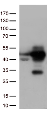 LAMP1 Antibody