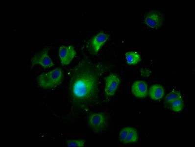 LAMTOR1 Antibody