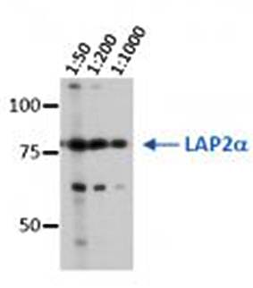 LAP2 alpha Monoclonal Antibody