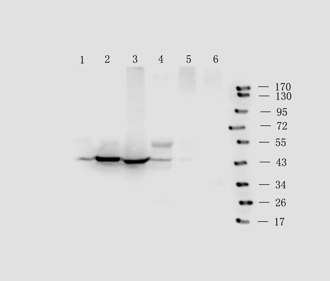 LAT4 Rabbit Polyclonal Antibody