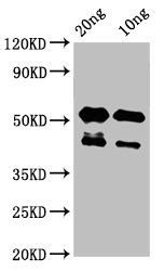 lats2 Antibody