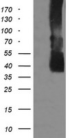 LAYN Antibody