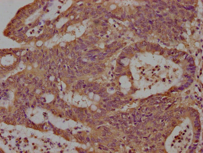 LCHN Antibody