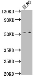 LCHN Antibody