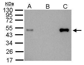 LIM domain binding 1 Antibody
