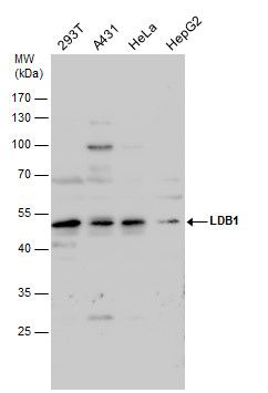 LIM domain binding 1 Antibody