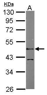 LIM domain binding 1 Antibody