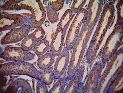 Goat anti-LDHC (aa 221 - 233) Antibody