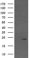 LDOC1 Antibody