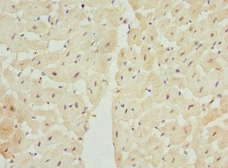 CNMD Antibody