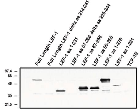 Mouse Human LEF-1 alternate exon Antibody