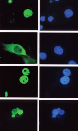 Mouse anti Human LEF-1 Antibody