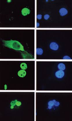 Mouse anti Human LEF-1 Antibody