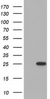 LTA4H Antibody