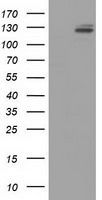 LTA4H Antibody