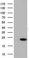 LTA4H Antibody