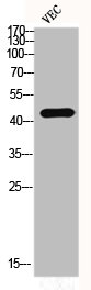 LGALS9 Antibody