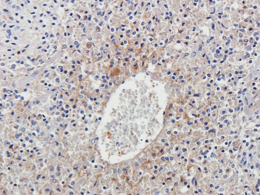 LGR7 Rabbit Polyclonal Antibody