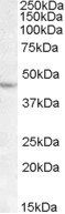 LHX2 Antibody