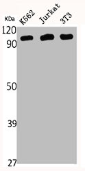 LIG3 Antibody