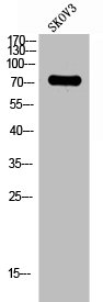 LILRB1 Antibody