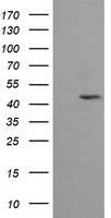 LHX1 Antibody