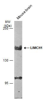 LIMCH1 Rabbit Polyclonal Antibody