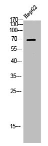 LIMK1/LIMK2 Antibody