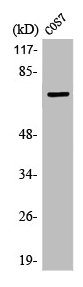 LIMK1/LIMK2 Antibody
