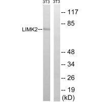 LIMK2 Antibody