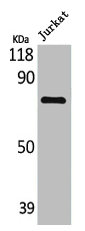 LIMK2 Antibody