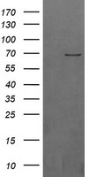 LIN7B Antibody