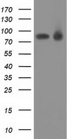 LIN7B Antibody