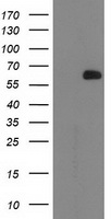 LIN7B Antibody