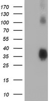LIN7 Antibody