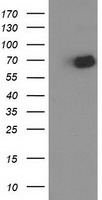 LIN7 Antibody