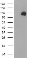 LIN7 Antibody