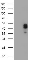 DLD Antibody