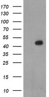 DLD Antibody