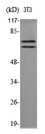 LMNA Antibody