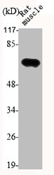 LMNA Antibody