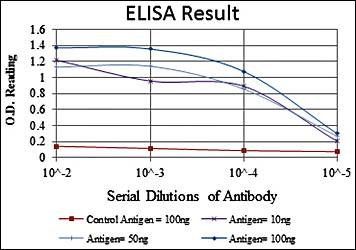 LMNA Antibody