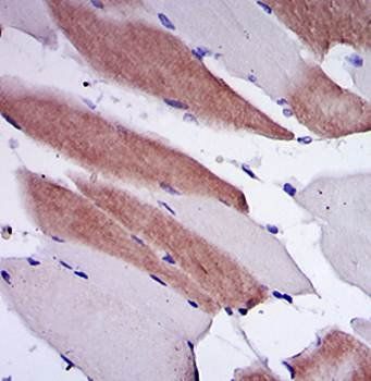 LMNA Antibody