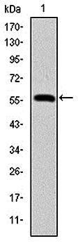 LMNA Antibody