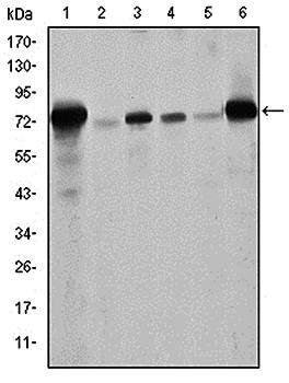 LMNA Antibody