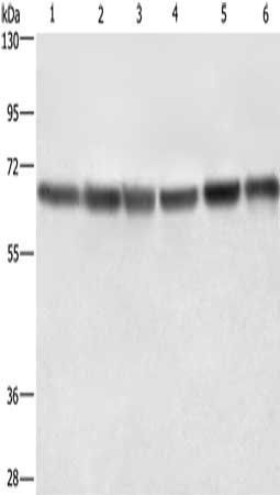 LMNB1 Antibody