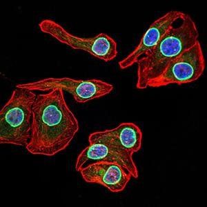 LMNB2 Antibody