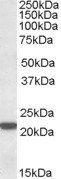 LMP7 Antibody