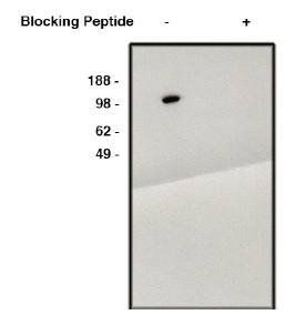 Rabbit anti Human LNX2 Antibody